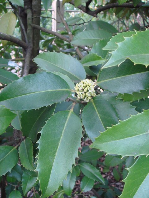 Ilex x koehneana 'Chestnut Leaf' feuille